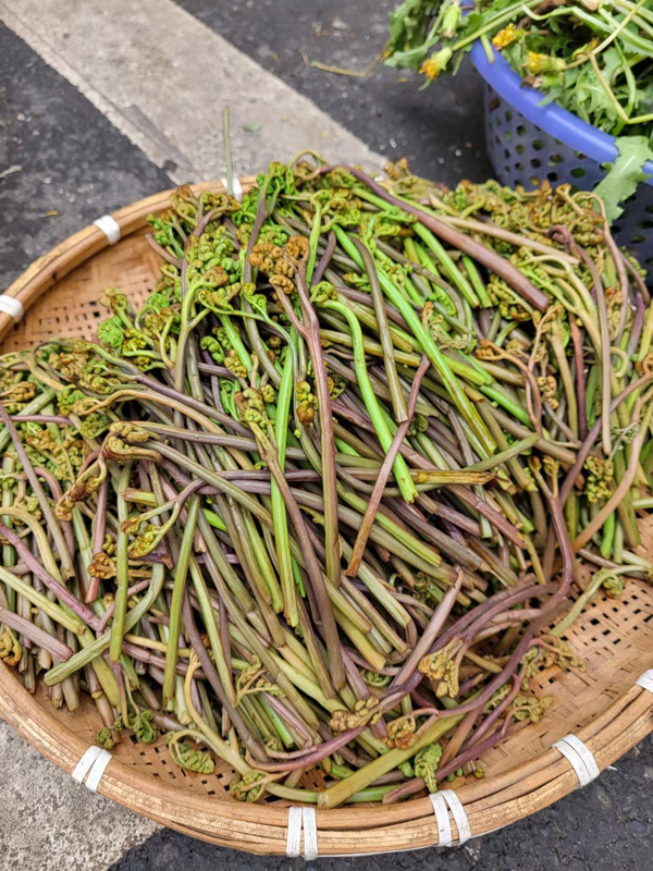 金寨大别山野生蕨菜