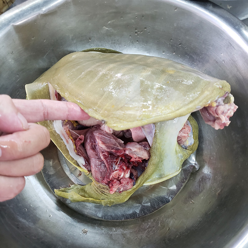 新鲜野生甲鱼